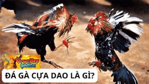 Giới thiệu về bộ môn đá gà cựa dao