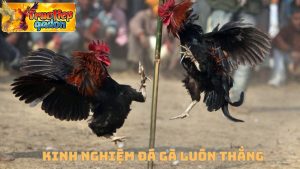 Kinh nghiệm đá gà luôn thắng được tích lũy qua các ván cược 