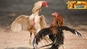 Gà tre đá cựa sắt sẽ như thế nào? 