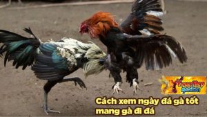 Chia sẻ cách xem ngày đá gà chuyên nghiệp cho sư kê